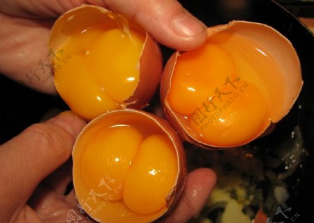 拥有两棵蛋黄的鸡蛋