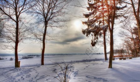 冬季雪天树林风景摄影图