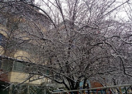 都市雪景二月飞雪