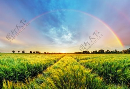 草地上的七色彩虹高清摄影