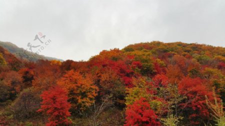 秋天山里的红叶