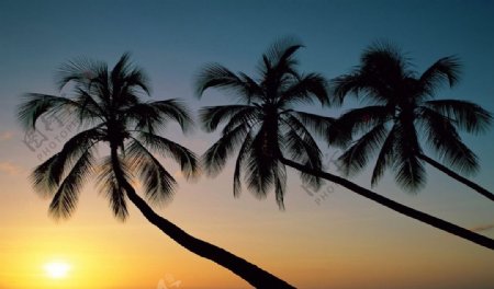 夕阳下的椰树