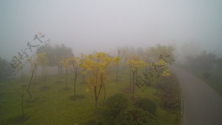 航拍雾中的树