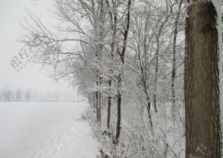 雪景冬天的雪中的树