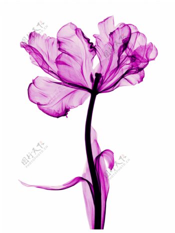 紫色透明花朵