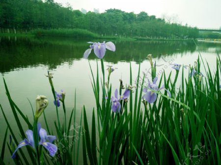 湖泊旁盛开的花卉摄影