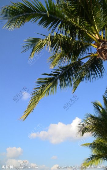 蓝天椰树
