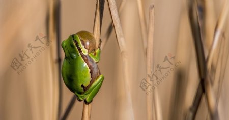 绿色树蛙