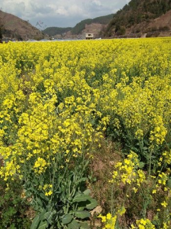 油菜花