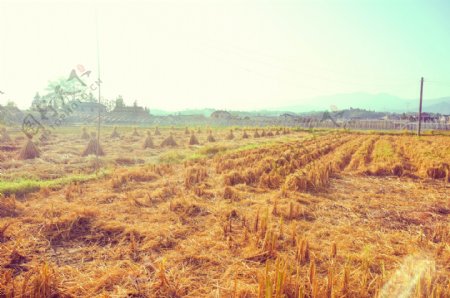 秋日收割的稻田