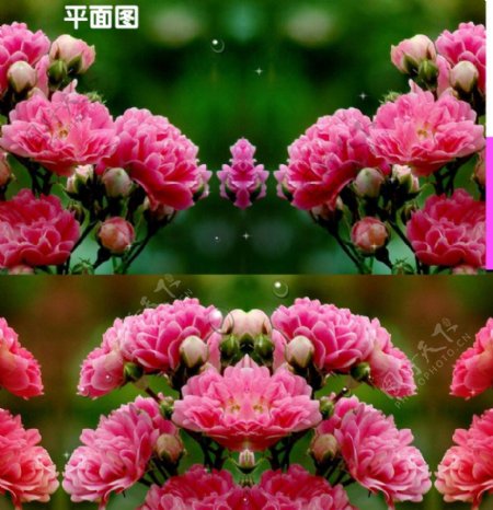 蔷薇花动态视频背景