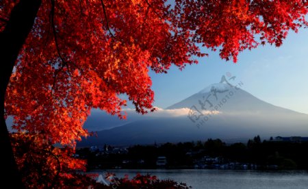 富士山红枫叶