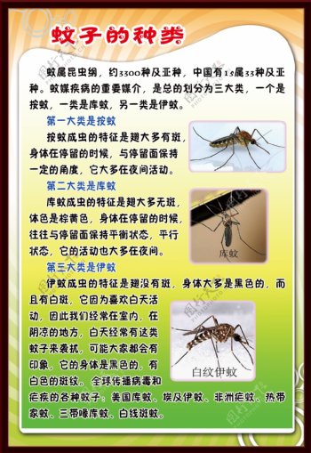 蚊子的种类