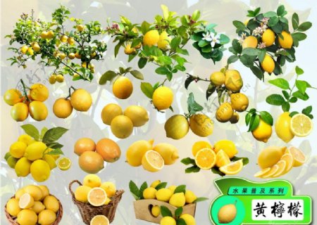 psd水果普及系列之黄柠檬