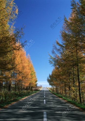 公路旁的两排黄叶柏树