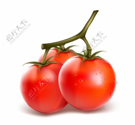 新鲜番茄矢量素材