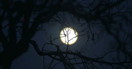 树影明月