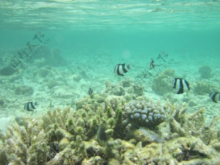 马尔代夫得的海底