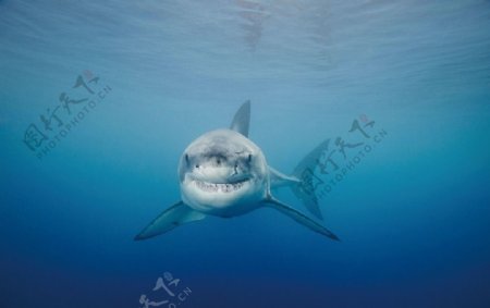 大白鲨鲨鱼
