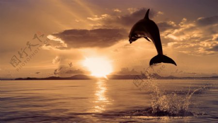 飞跃的海豚