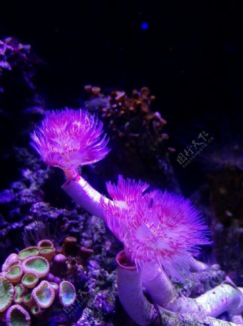 紫色海葵