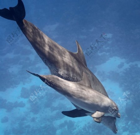 唯美海豚
