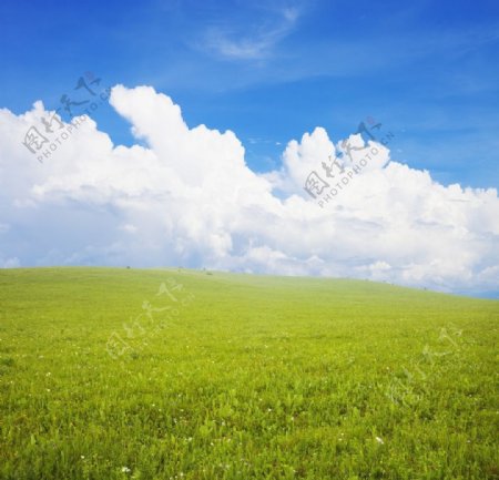 绿色的草地和天空