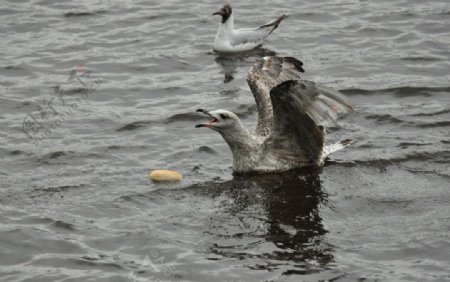 海鸥水中觅食