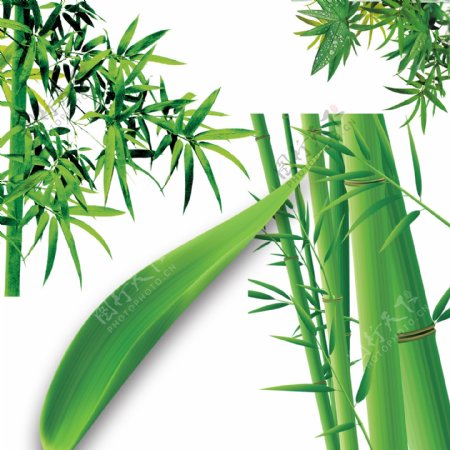 竹子背景青绿