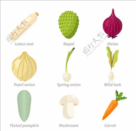 常见的蔬菜插图