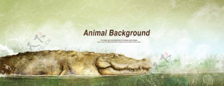 鳄鱼动物海报背景