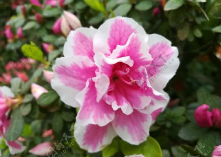 粉色茶花花卉