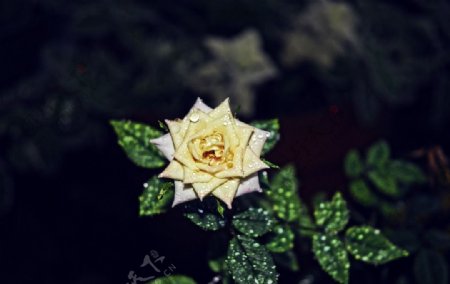 水珠黄玫瑰