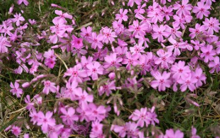 春天粉色的小花