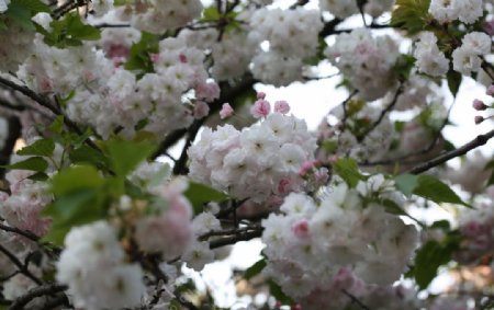 甲府园樱花