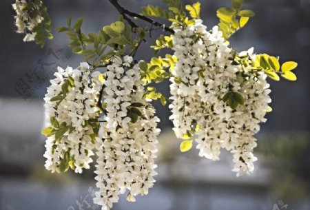 春天白色花簇