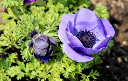 紫色海葵花