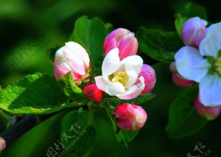 漂亮苹果树花