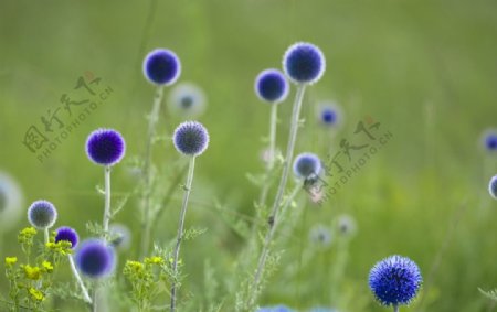 漂亮蓝色花朵