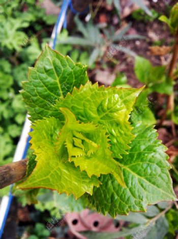 绿色植物高清特写