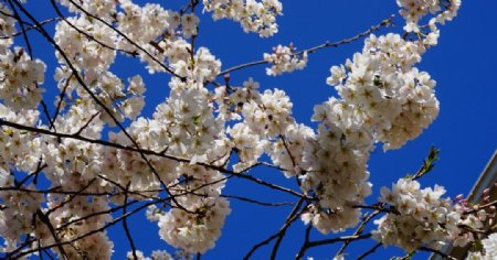 蓝天下的白色花