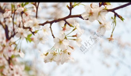 白色樱花照片