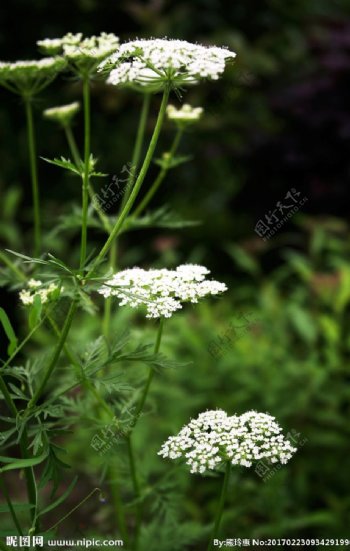 小白花