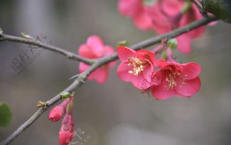 海棠花