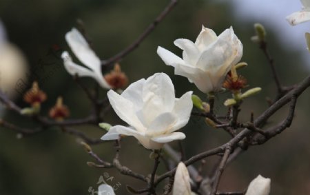 白色木兰花
