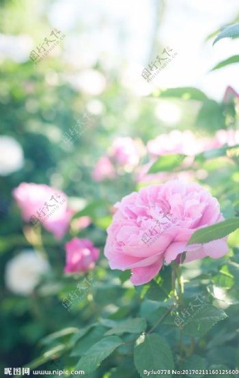 薔薇玫瑰花