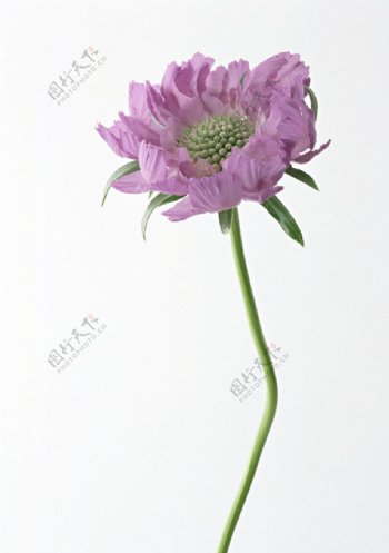 紫色菊花
