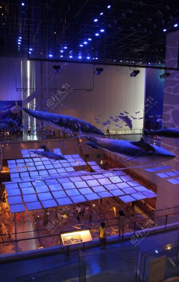 广东省博物馆的鲸鱼标本
