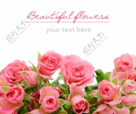 玫瑰花唯美温馨高清照片