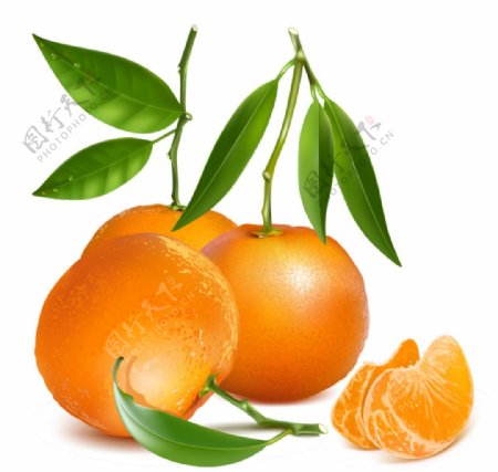 新鲜橘子设计矢量素材